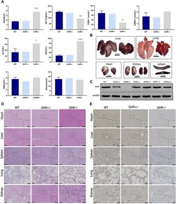 One-step in vivo gene knock-out in porcine embryos using recombinant adeno-associated viruses